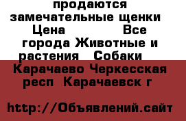 продаются замечательные щенки › Цена ­ 10 000 - Все города Животные и растения » Собаки   . Карачаево-Черкесская респ.,Карачаевск г.